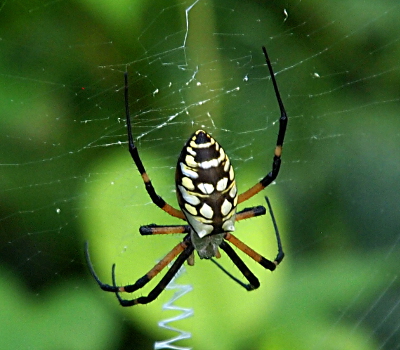 [A close view of a spider in the center of its web. The legs are yellow and black and the oval-shaped body is brown with tan spots. Both the legs and body aer substantial in size (relative to usual 'house' spiders.]